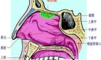 鼻中隔偏曲的症状 五种症状教你分辨