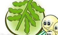 男人吃豆子能补肾吗 适量吃豆即可补肾