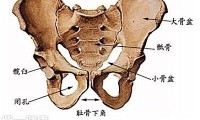 骨盆骨折类型有哪些  【详解】三种常见的骨盆骨折
