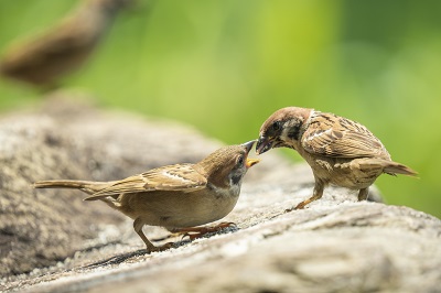 image 麻雀补肾能壮阳吗